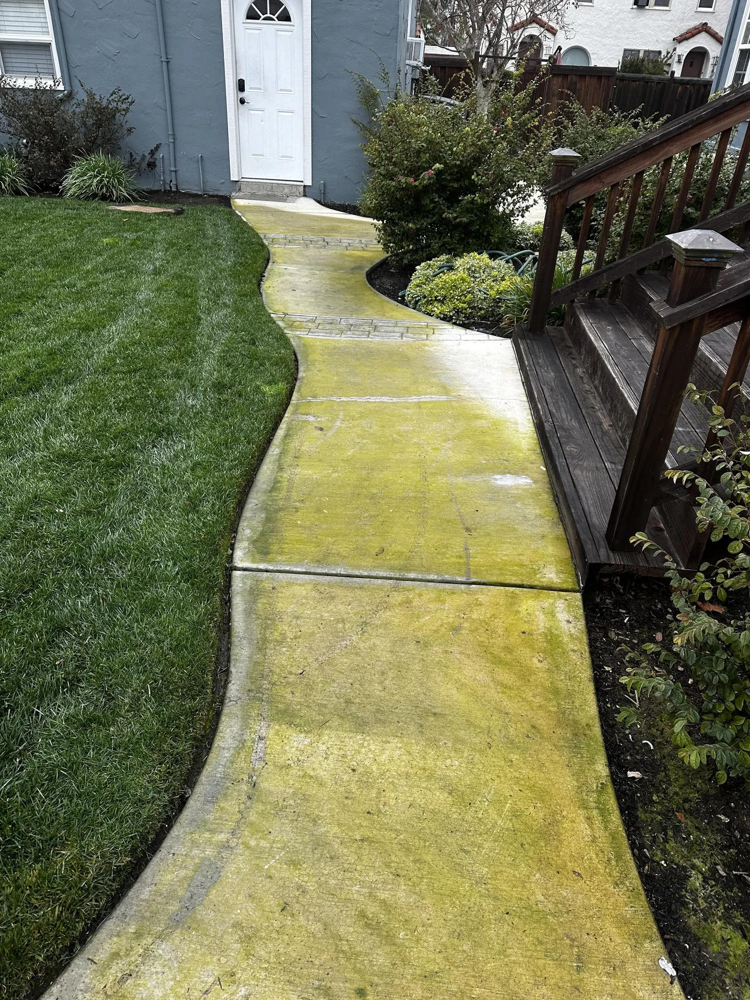 Algae on a concrete walkway — before