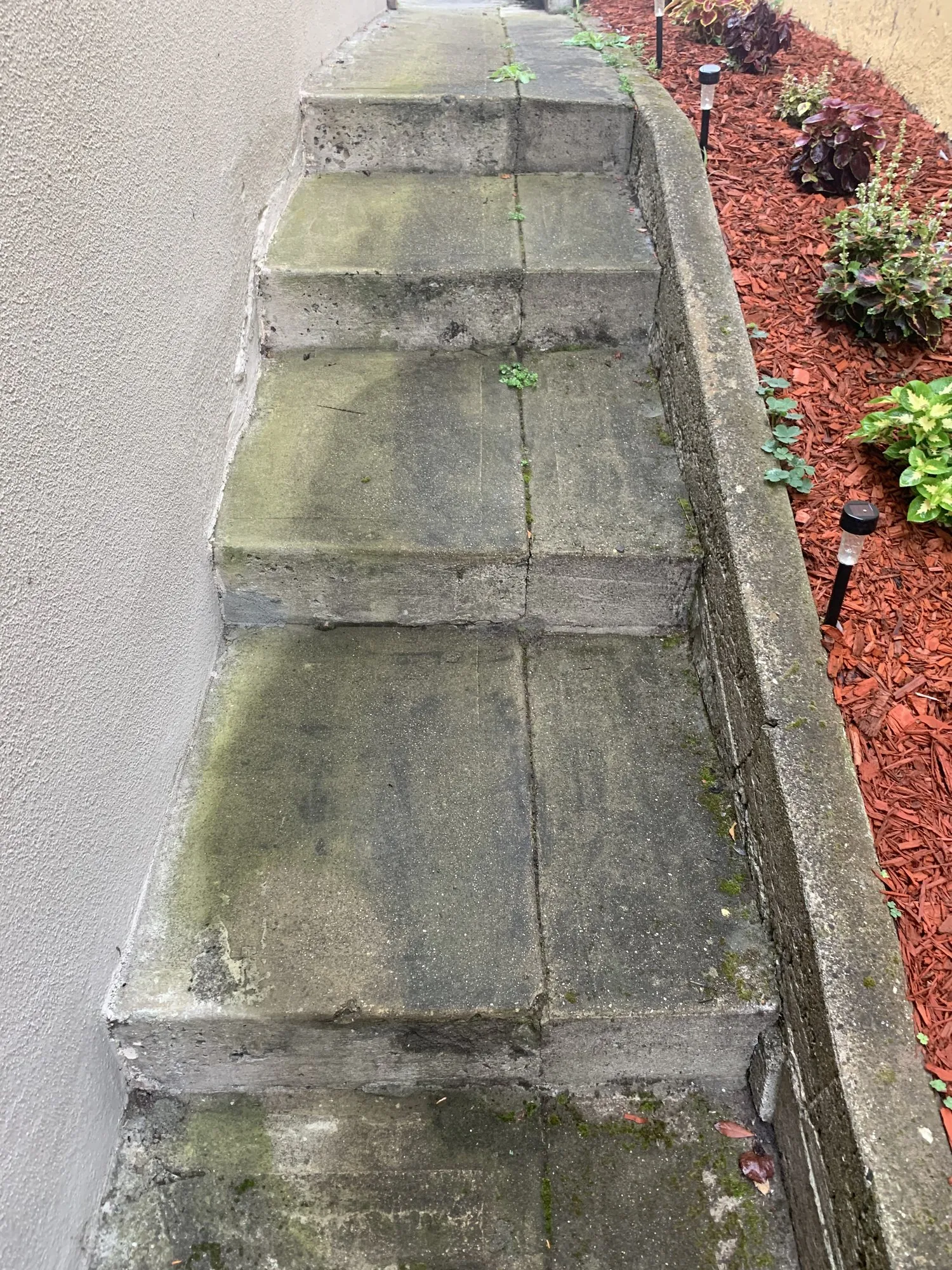 Moss on concrete steps — before